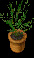 Potted Plant