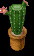 Potted Cactus