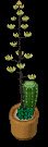 Potted Cactus