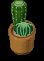 Potted Cactus