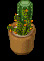 Potted Cactus