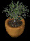 Potted Plant